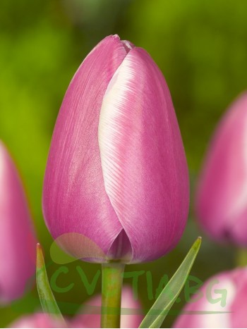  Лале (Tulipa 'Jumbo Beauty') PR1036